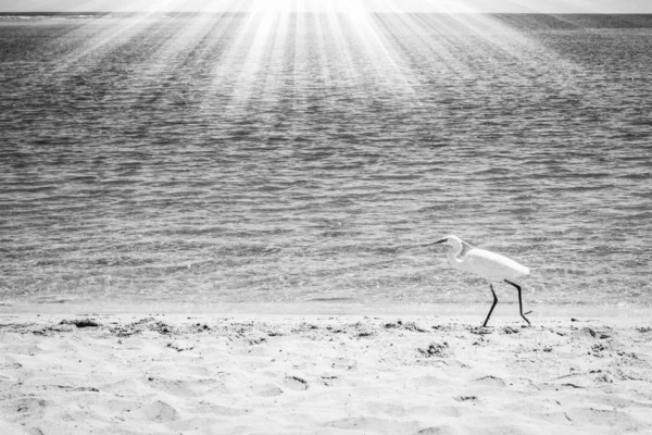 Beautiful white egret on the seashore in nature background — Stock Photo, Image