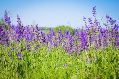 Yaz park alanında doğada güzel çiçekler