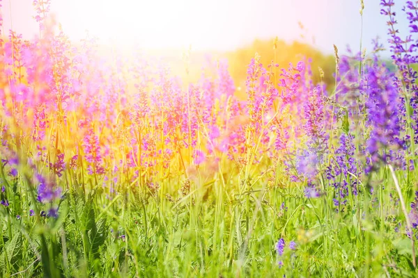 Flores bonitas na natureza no campo no parque de verão — Fotografia de Stock