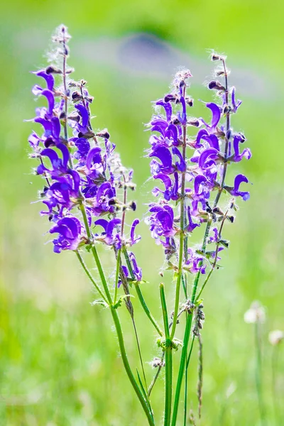 Beautiful flowers in nature in the field in the summer park — Stock Photo, Image