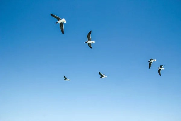 Belles goélands de mer volant sur fond de nature — Photo