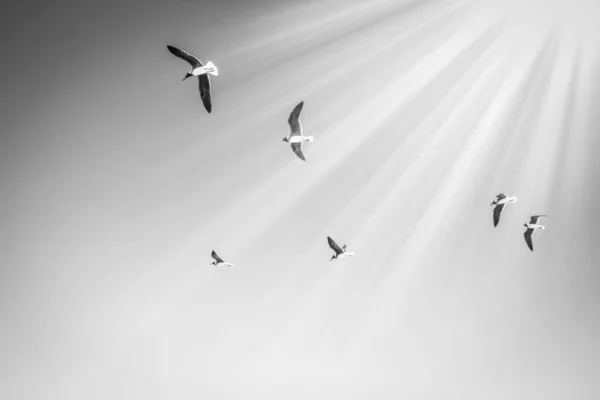 Beautiful sea gulls flying on nature background — Stock Photo, Image