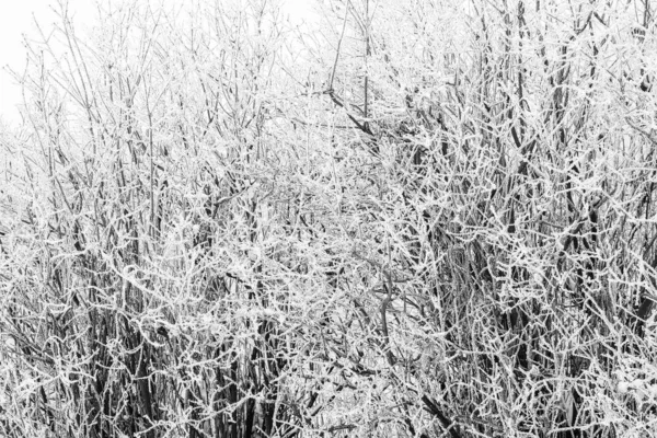 时尚美丽的自然在冬季公园的背景 — 图库照片