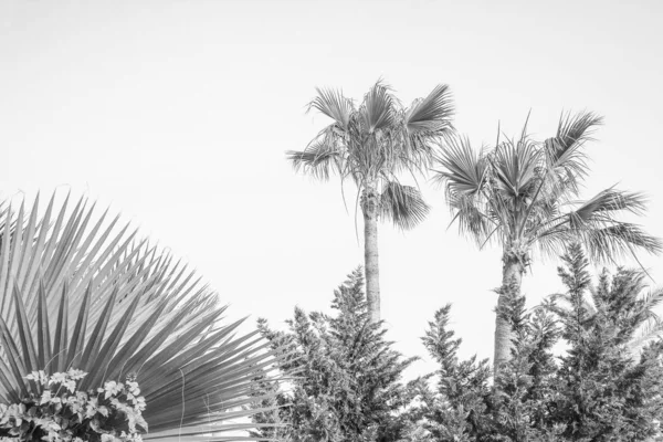 Palme auf der Natur am Meer Pool Hintergrund — Stockfoto