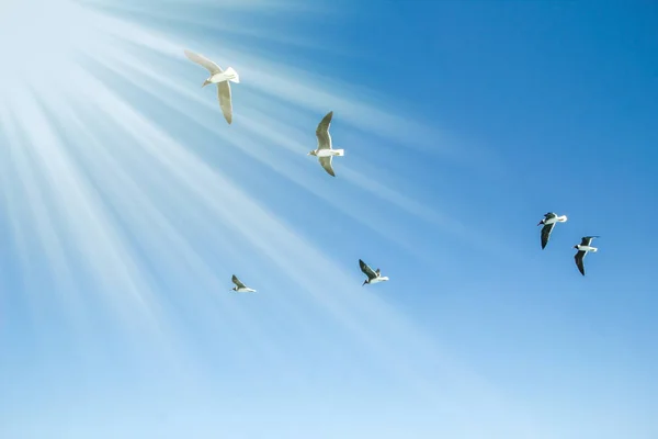 Beautiful sea gulls flying on nature background — Stock Photo, Image