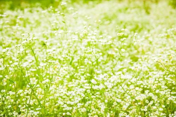 Beautiful field of daisies on nature in the park background — Stock Photo, Image