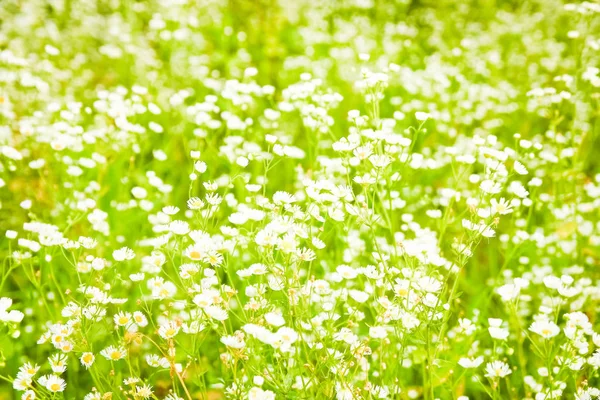 Bellissimo campo di margherite sulla natura sullo sfondo del parco — Foto Stock