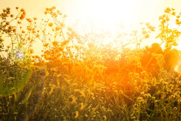 Mooie struiken silhouet op de natuur in Park achtergrond — Stockfoto