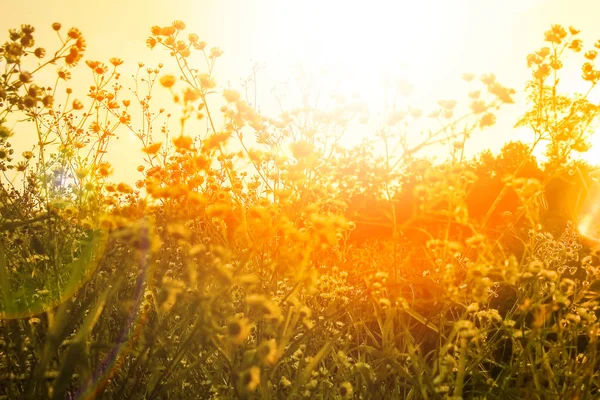 Belle silhouette de buissons sur la nature en arrière-plan du parc — Photo