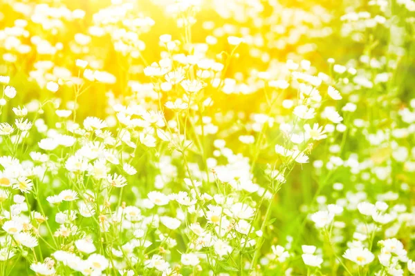 美丽的田野雏菊在公园背景的自然 — 图库照片