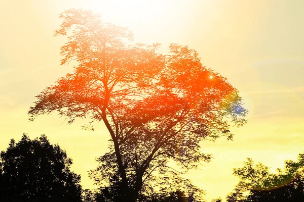 Gyönyörű fák sziluettje a természet Park háttérben — Stock Fotó