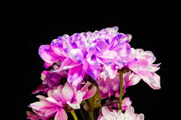 Vackra blommor på en svart bakgrund — Stockfoto