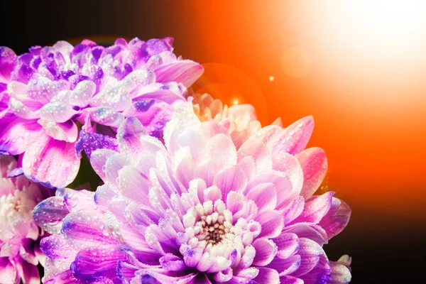 Mooie bloemen op een zwarte achtergrond — Stockfoto
