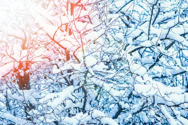 美丽的树木在冬天在自然公园的背景 — 图库照片