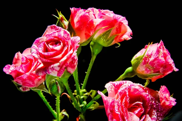 Schöne Rose auf schwarzem Hintergrund — Stockfoto