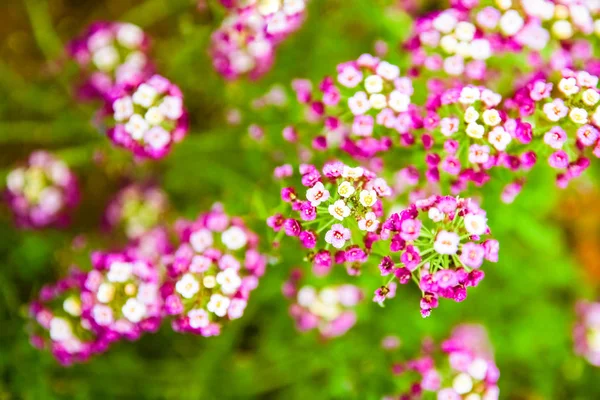 Vackra blommor på naturen i Park bakgrund — Stockfoto