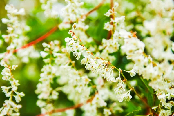 Hermosas flores en la naturaleza en el fondo del parque — Foto de Stock