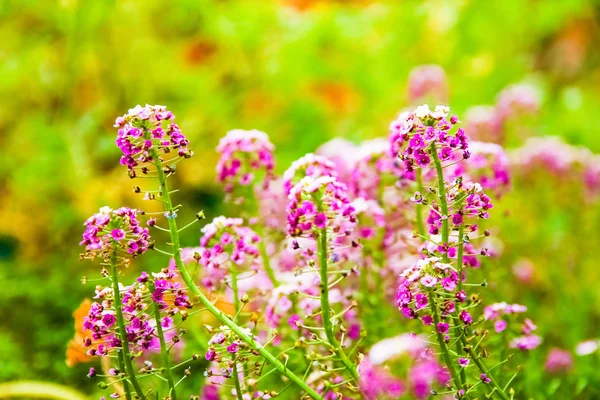 Beautiful flowers on nature in park background — Stock Photo, Image