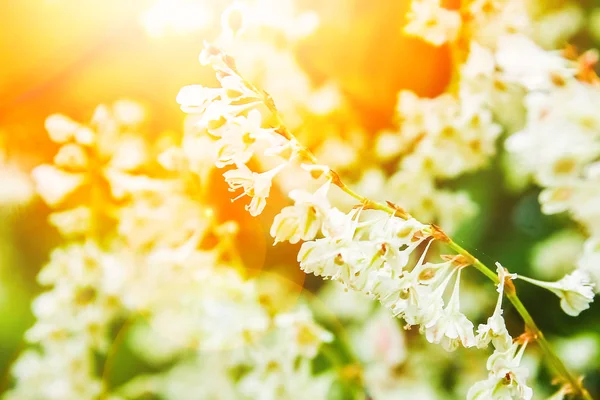 Belas flores na natureza no fundo do parque — Fotografia de Stock