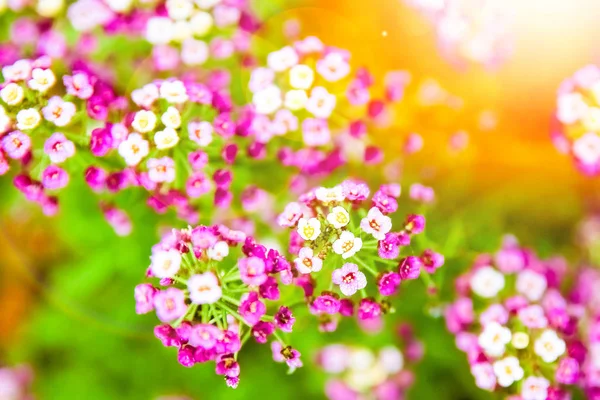 Gyönyörű virágok a természetben a Park háttérben — Stock Fotó