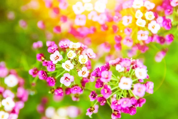 Beautiful flowers on nature in park background — Stock Photo, Image