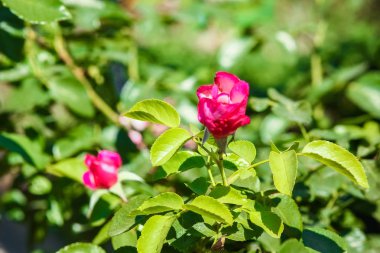 Doğanın arka planında, parkta güzel bir gül