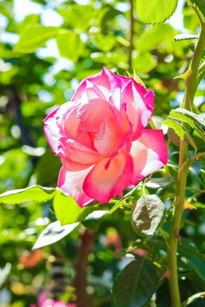 Красива троянда в парку на фоні природи — стокове фото