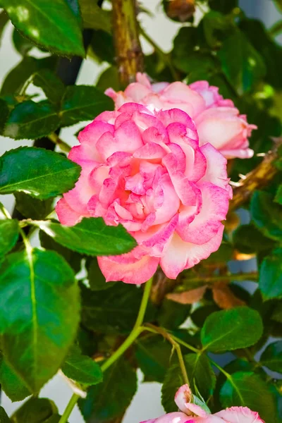 Bella rosa in un parco sullo sfondo della natura — Foto Stock