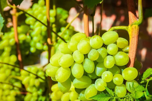 Belas uvas no parque no fundo campo de natureza — Fotografia de Stock