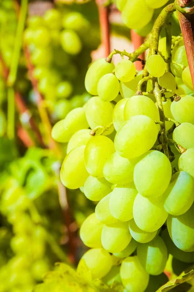 Belas uvas no parque no fundo campo de natureza — Fotografia de Stock