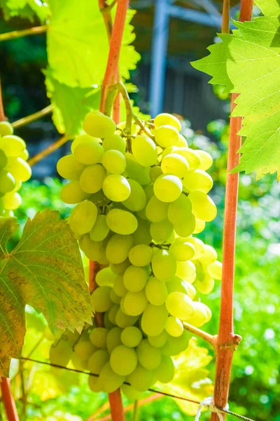 Gyönyörű szőlő a parkban a természet területén háttér — Stock Fotó