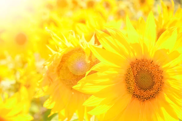 Ett fält av blommande solrosor mot en färgglad himmel — Stockfoto