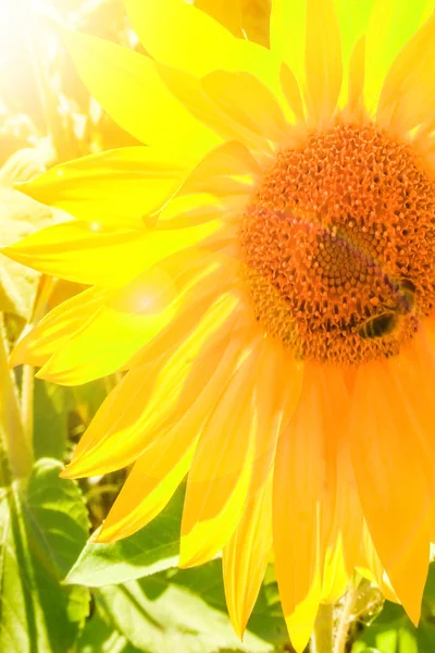 Ett fält av blommande solrosor mot en färgglad himmel — Stockfoto