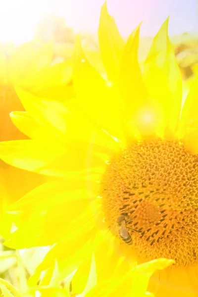 Een veld van bloeiende zonnebloemen tegen een kleurrijke hemel — Stockfoto