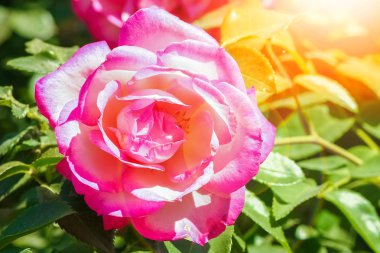 Doğanın arka planında, parkta güzel bir gül