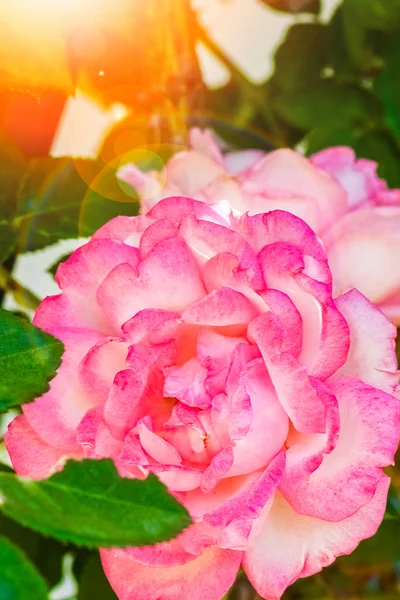 Όμορφο τριαντάφυλλο σε ένα πάρκο στο φόντο της φύσης — Φωτογραφία Αρχείου