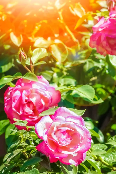 Красивая роза в парке на фоне природы — стоковое фото