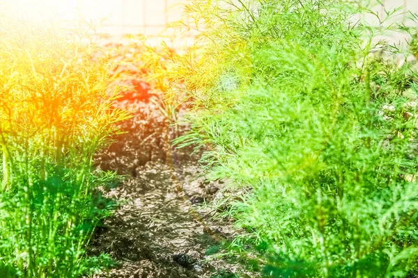 Hermosa cama verde en un parque en el fondo de la naturaleza —  Fotos de Stock