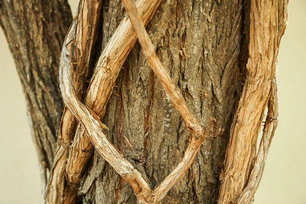 beautiful intertwined tree roots background