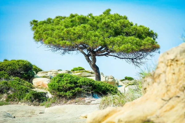 Hermosa naturaleza junto al mar en el fondo griego —  Fotos de Stock