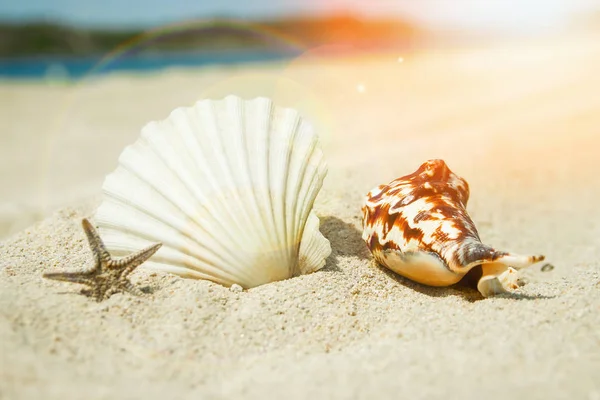 Bellas conchas junto al mar en el fondo de la naturaleza —  Fotos de Stock