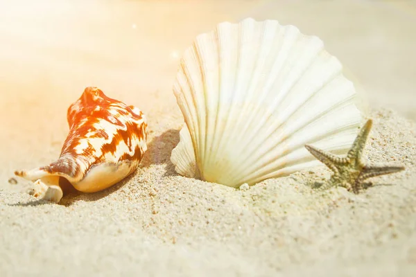 美丽的海贝壳在大自然的背景下 — 图库照片