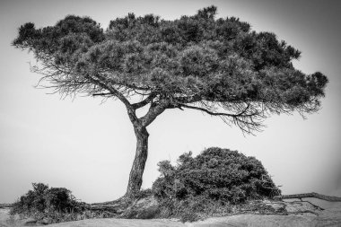 Yunan arka planında deniz kenarındaki güzel doğa