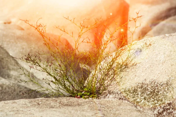 Prachtige natuur door de zee in griekse achtergrond — Stockfoto