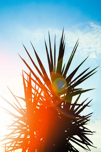 Hermosa silueta de palmera al amanecer por el fondo del mar —  Fotos de Stock
