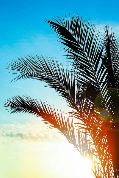 Bela silhueta palmeira ao nascer do sol pelo fundo do mar — Fotografia de Stock