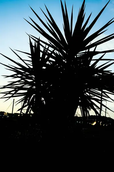 Hermosa silueta de palmera al amanecer por el fondo del mar —  Fotos de Stock