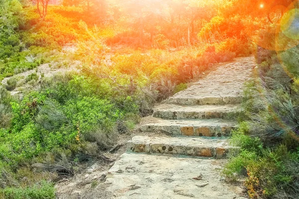 自然を背景にした美しい海への階段 — ストック写真