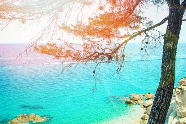 Красивая природа на берегу моря на фоне парка — стоковое фото