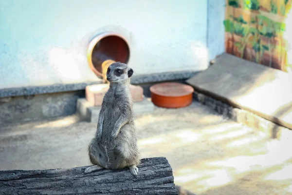 자연에서 동물원에서 행복한 미어캣 — 스톡 사진
